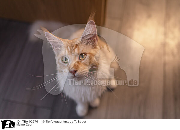 Maine Coon / Maine Coon / TBA-02276