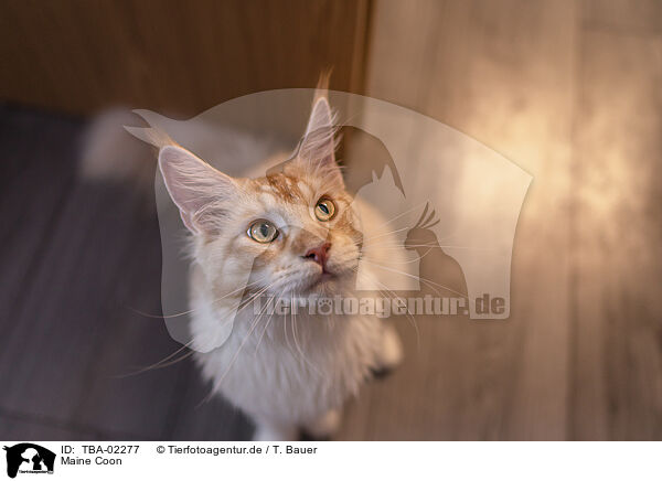 Maine Coon / Maine Coon / TBA-02277