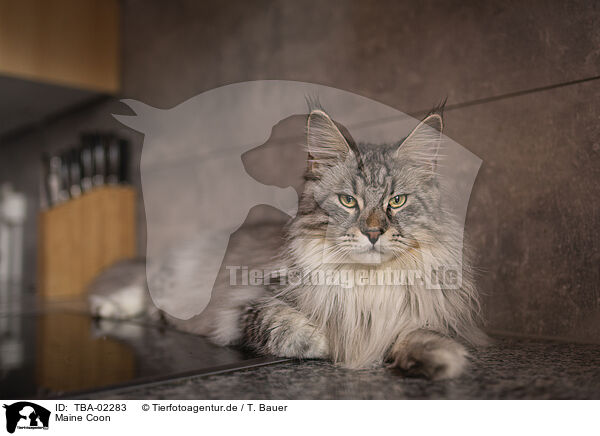 Maine Coon / Maine Coon / TBA-02283