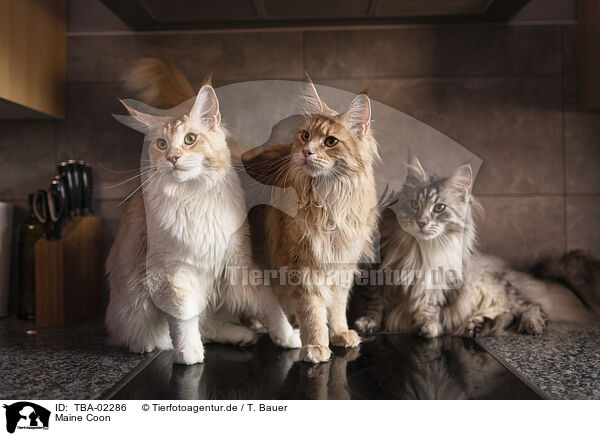 Maine Coon / TBA-02286