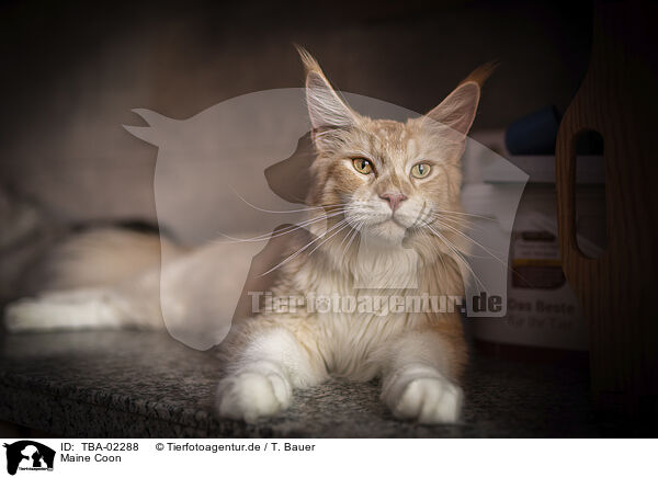 Maine Coon / Maine Coon / TBA-02288