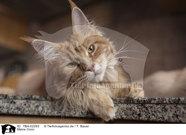 Maine Coon / Maine Coon / TBA-02293