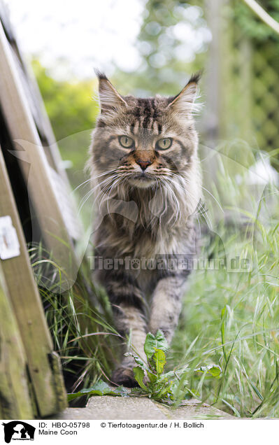 Maine Coon / HBO-05798