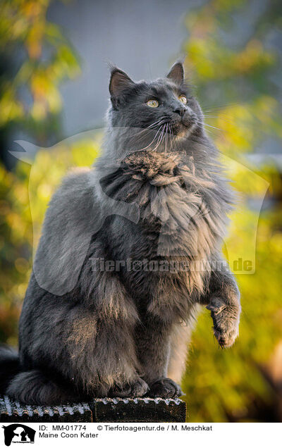 Maine Coon Kater / Maine Coon tomcat / MM-01774