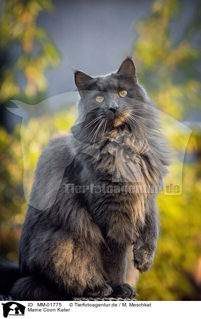 Maine Coon Kater / MM-01775
