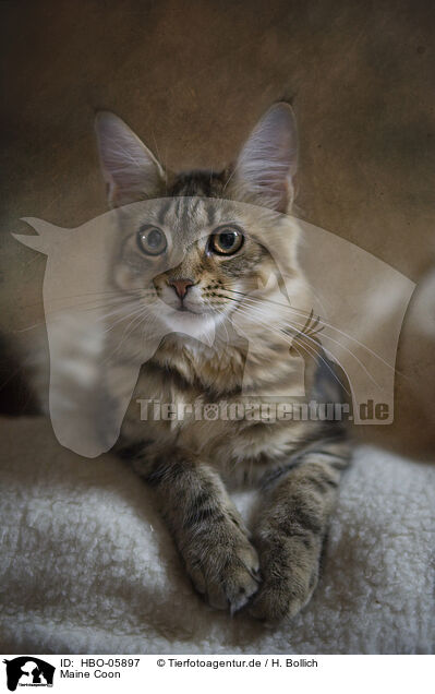 Maine Coon / Maine Coon / HBO-05897