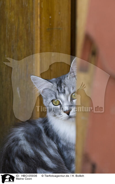 Maine Coon / HBO-05936