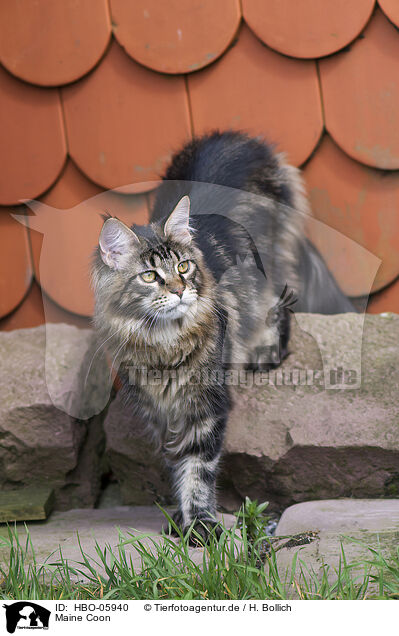 Maine Coon / Maine Coon / HBO-05940