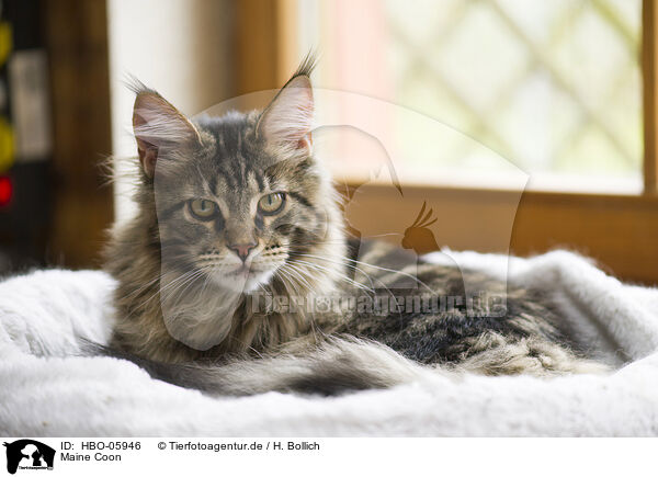 Maine Coon / HBO-05946