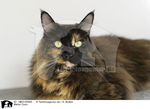 Maine Coon / HBO-05985