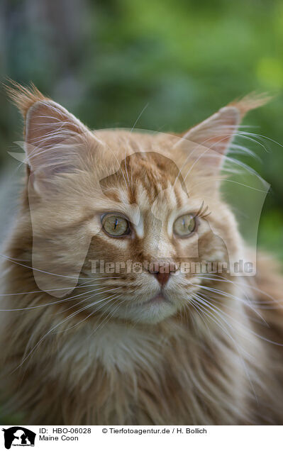Maine Coon / Maine Coon / HBO-06028
