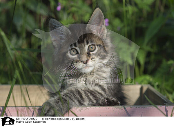 Maine Coon Ktzchen / Maine Coon Kitten / HBO-06039