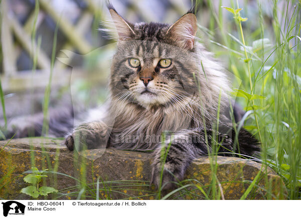 Maine Coon / Maine Coon / HBO-06041