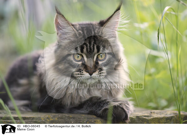 Maine Coon / HBO-06045