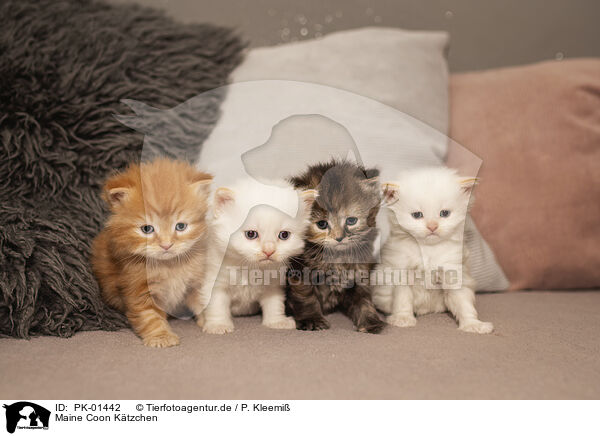 Maine Coon Ktzchen / Maine Coon Kitten / PK-01442