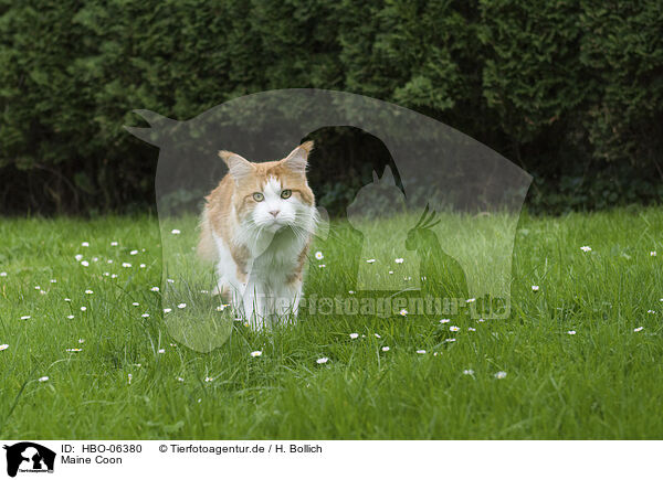 Maine Coon / HBO-06380