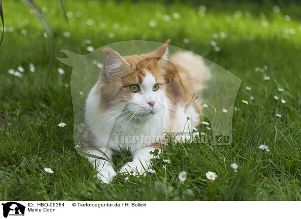 Maine Coon / Maine Coon / HBO-06384