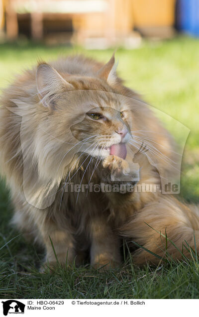 Maine Coon / HBO-06429