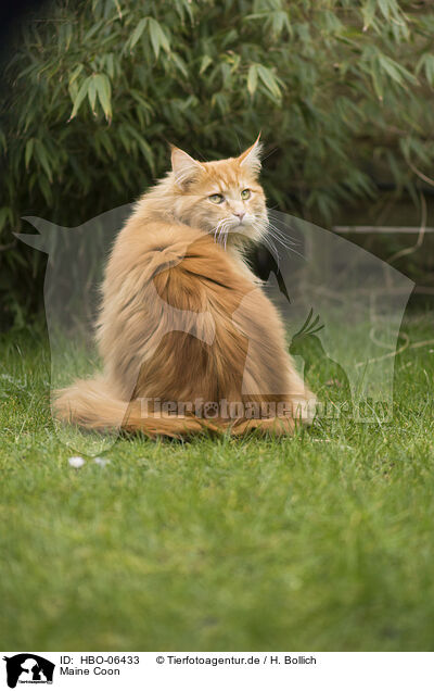 Maine Coon / HBO-06433