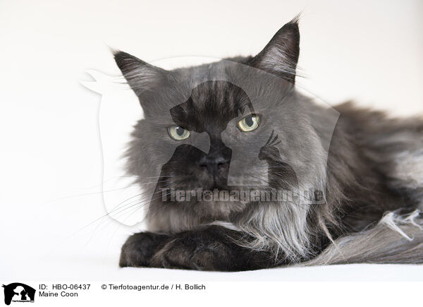 Maine Coon / Maine Coon / HBO-06437