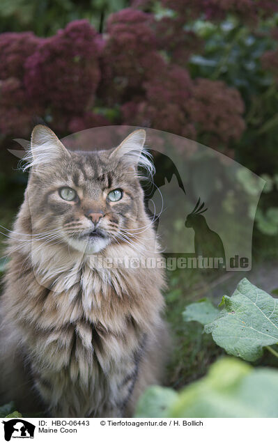 Maine Coon / HBO-06443