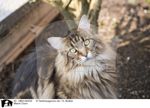 Maine Coon / HBO-06450