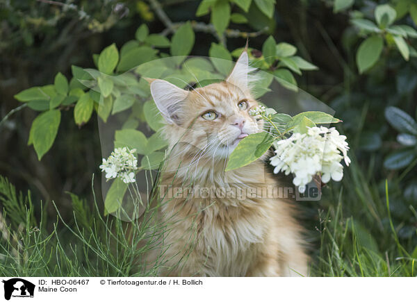 Maine Coon / HBO-06467