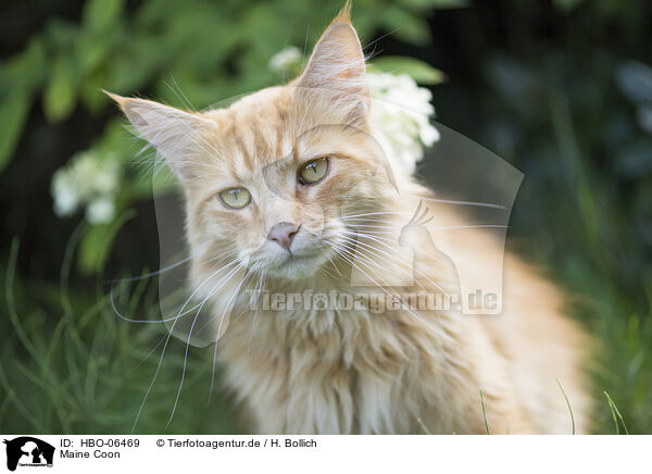 Maine Coon / Maine Coon / HBO-06469