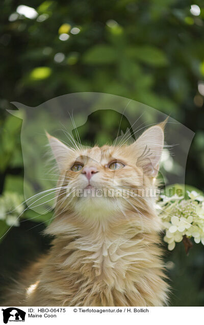 Maine Coon / Maine Coon / HBO-06475