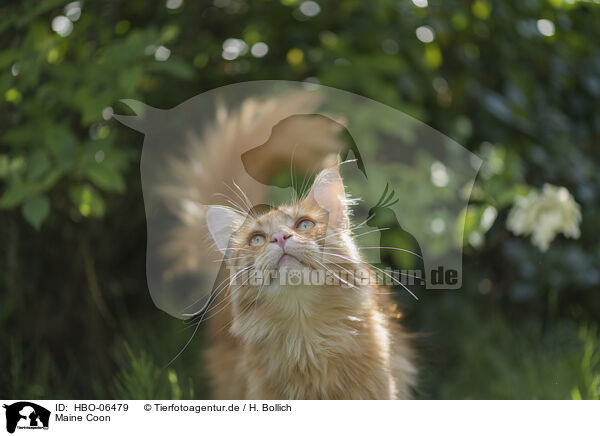 Maine Coon / Maine Coon / HBO-06479