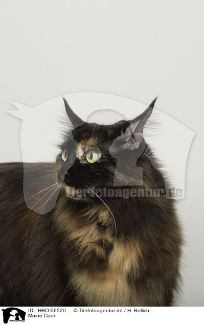 Maine Coon / HBO-06520