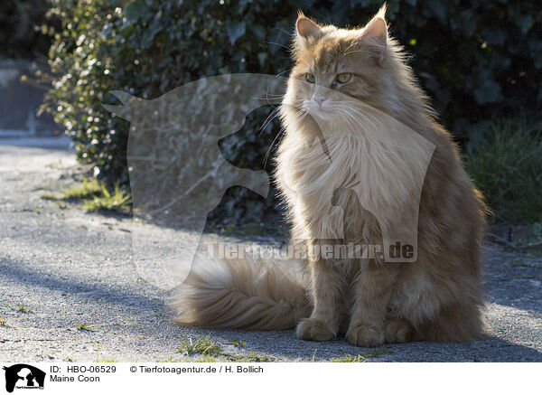Maine Coon / Maine Coon / HBO-06529
