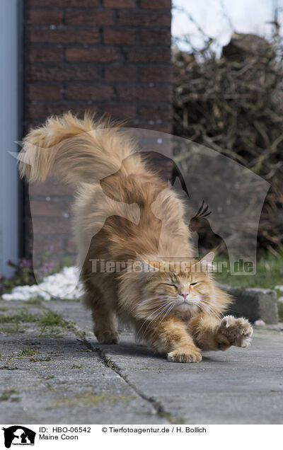 Maine Coon / Maine Coon / HBO-06542