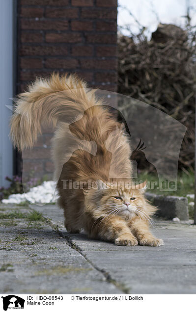 Maine Coon / Maine Coon / HBO-06543