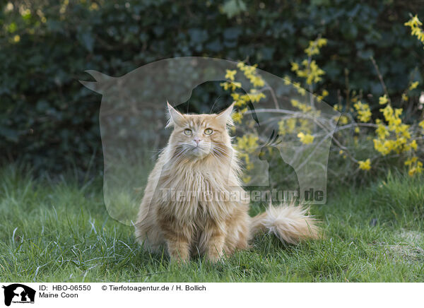Maine Coon / Maine Coon / HBO-06550
