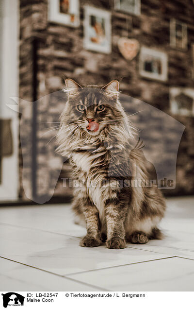 Maine Coon / Maine Coon / LB-02547
