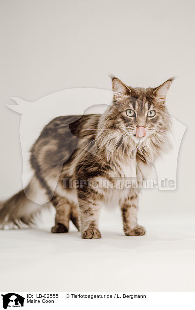 Maine Coon / Maine Coon / LB-02555