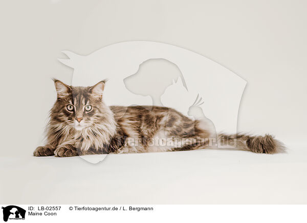 Maine Coon / Maine Coon / LB-02557