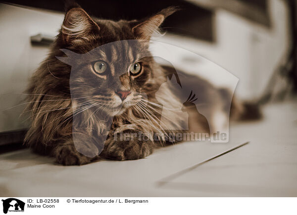 Maine Coon / Maine Coon / LB-02558