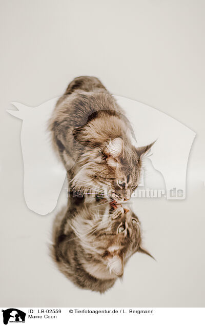 Maine Coon / Maine Coon / LB-02559