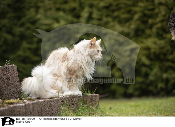 Maine Coon / Maine Coon / JM-19799