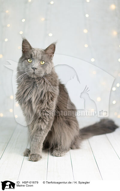 Maine Coon / Maine Coon / HSP-01679