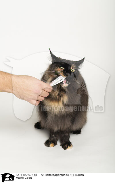 Maine Coon / Maine Coon / HBO-07148