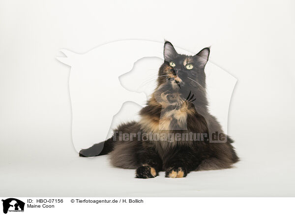Maine Coon / Maine Coon / HBO-07156
