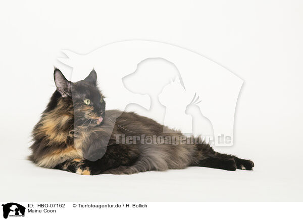 Maine Coon / HBO-07162