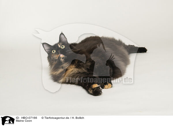 Maine Coon / HBO-07166