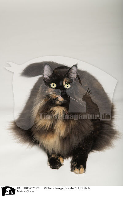 Maine Coon / Maine Coon / HBO-07170