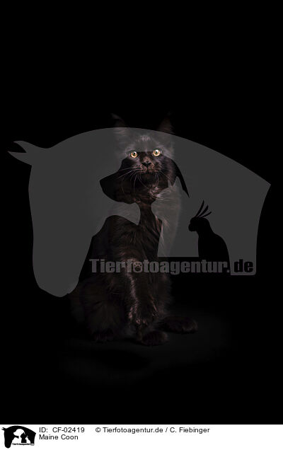 Maine Coon / Maine Coon / CF-02419