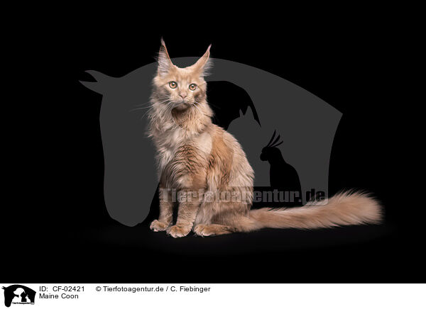 Maine Coon / Maine Coon / CF-02421