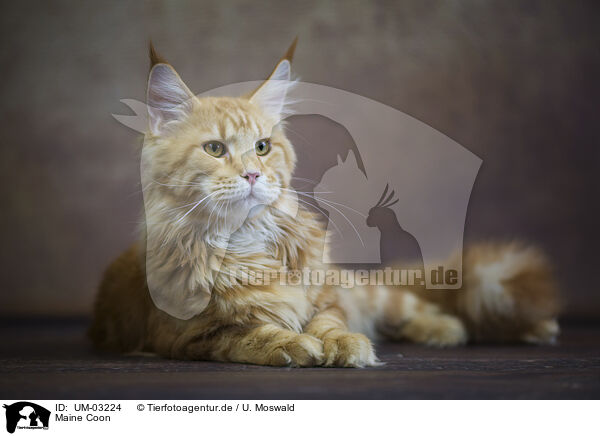 Maine Coon / Maine Coon / UM-03224